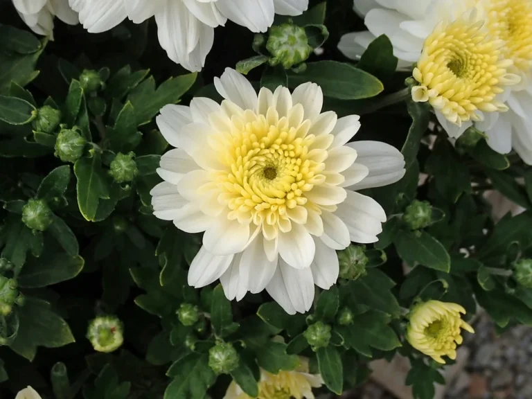 Chrysanthèmes de jardin blancs en fleurs avec plusieurs boutons floraux