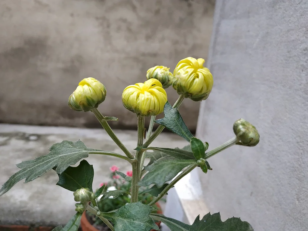 Boutons de chrysanthème formés avant la floraison