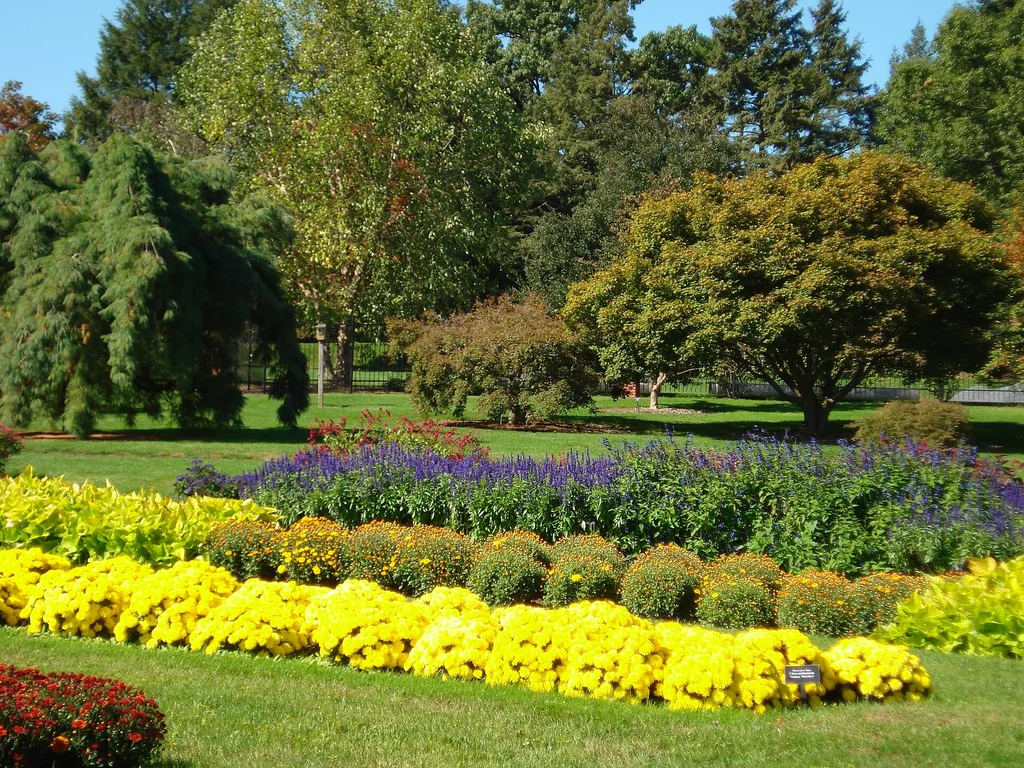 Massif de chrysanthèmes jaunes en pleine floraison dans un jardin