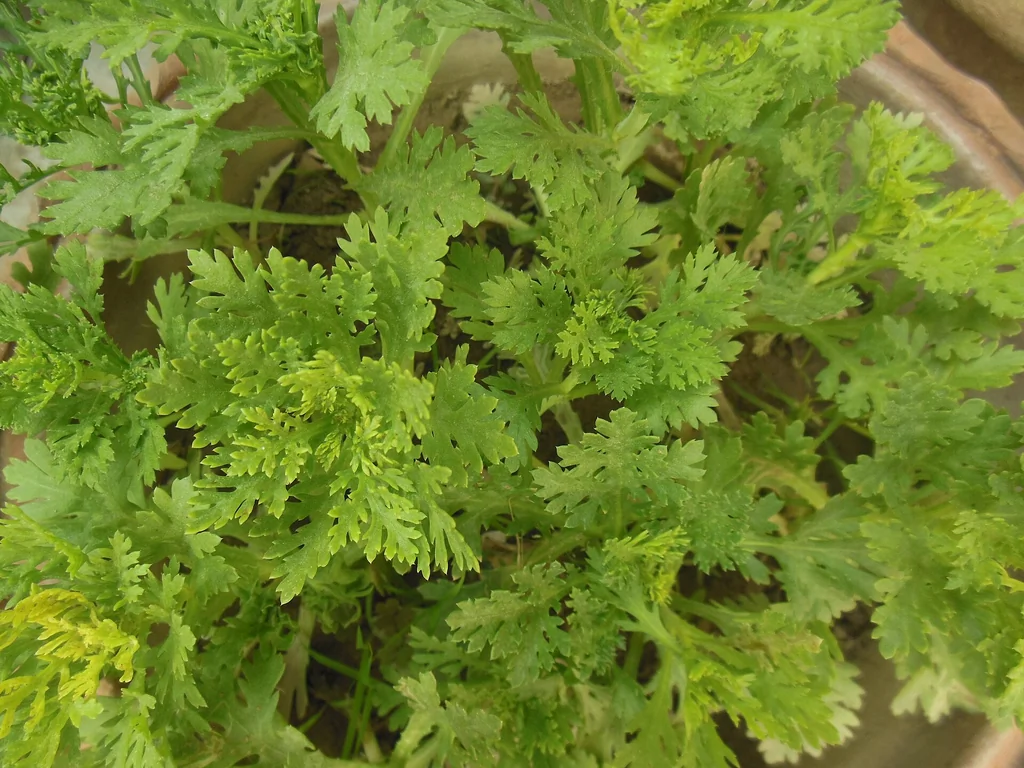 Tiges et feuillage de chrysanthème avant le pincement