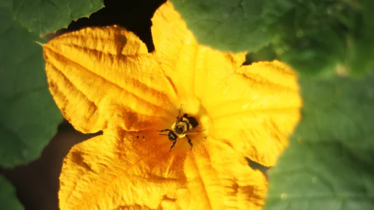 Illustration consacrée à l’importance des pollinisateurs