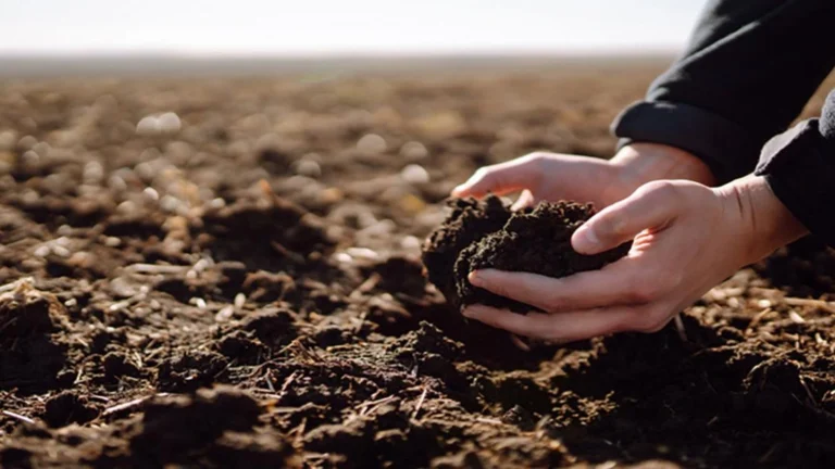 Terre tenue dans les mains au-dessus d’un champ au début du printemps.