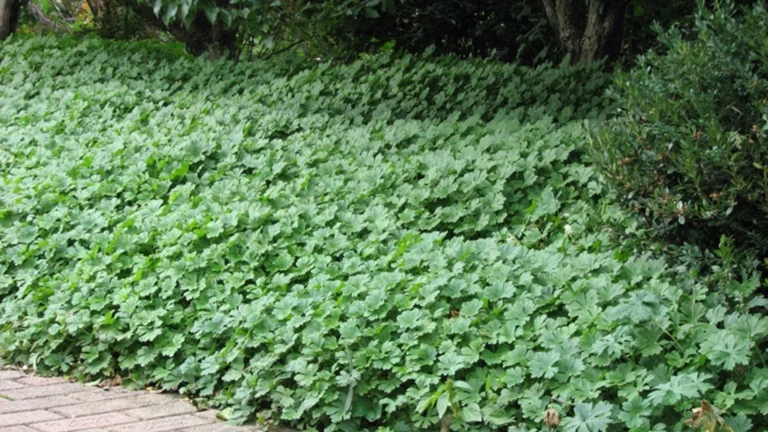 Géranium couvre-sol Geranium x cantabrigiense « Biokova ».