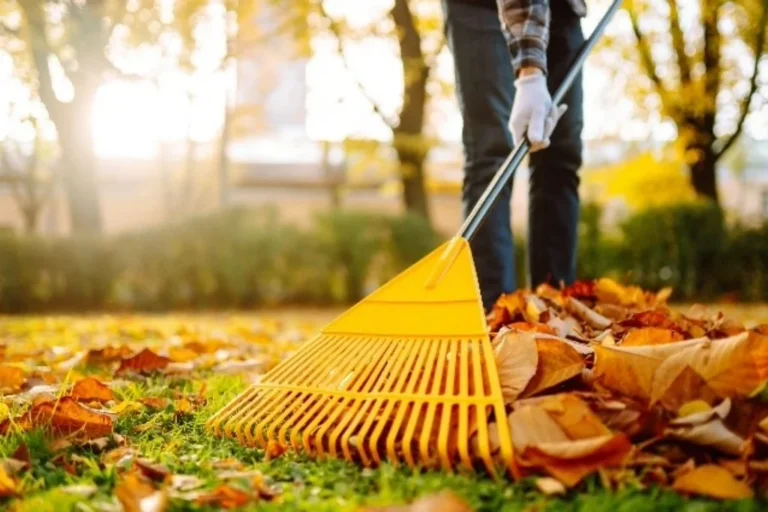 Une personne gantée rassemble des feuilles mortes sur une pelouse avec un râteau jaune.