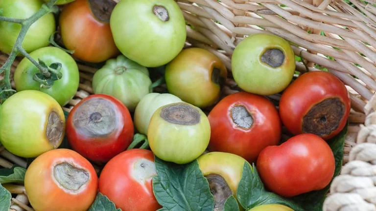 Illustration de la nécrose apicale de la tomate