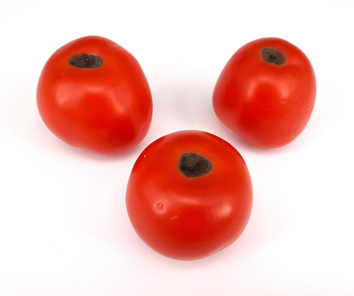 Tomates : faut-il ajouter du calcium en cas de nécrose apicale ?